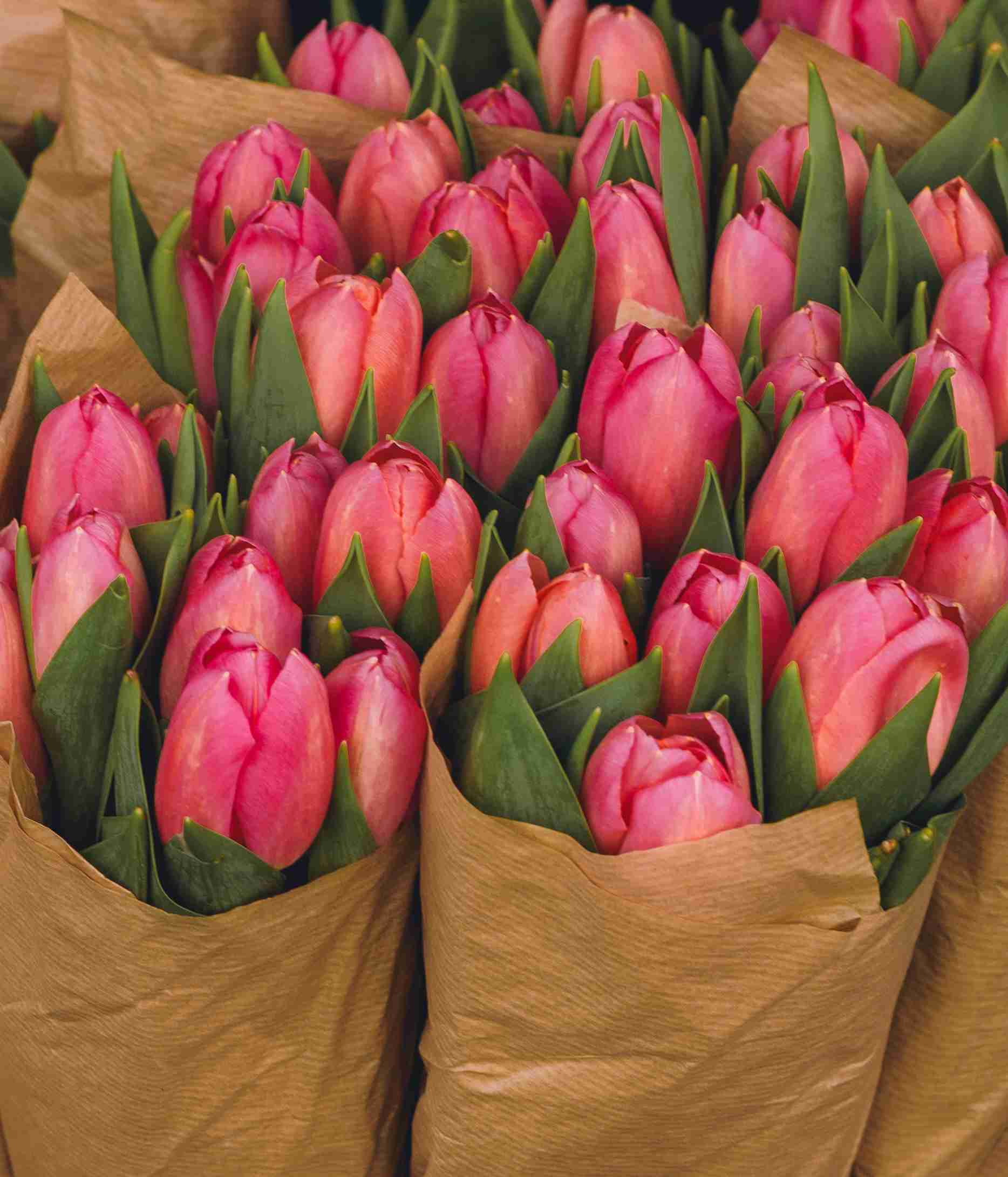 Close Up Of Pink Tulips